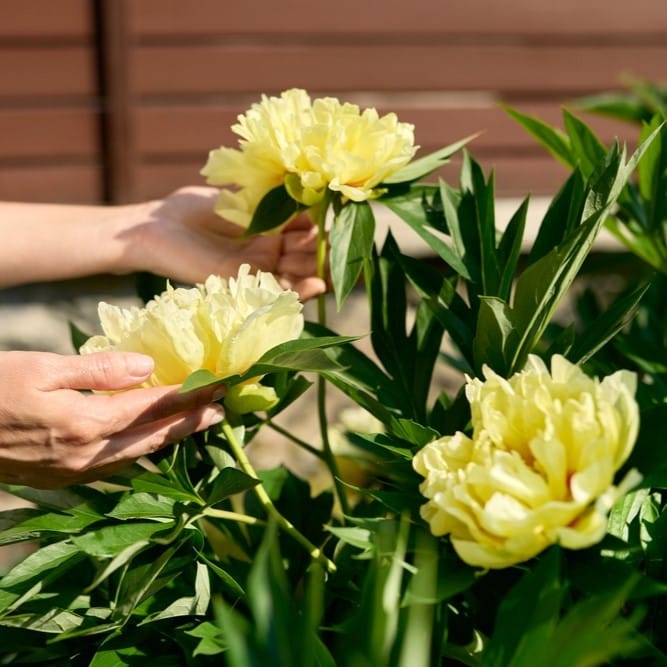 Fioritura peonia arborea