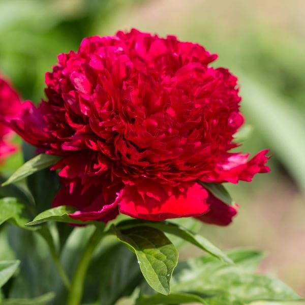 Paeonia lactiflora Red Charm