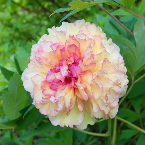 Peonia Alice Harding
