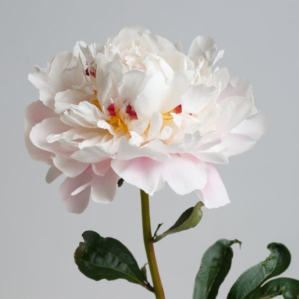 Peonia bianca a fiori doppi