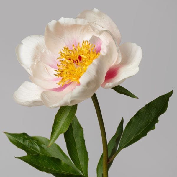 Peonia bianca a fiori singoli