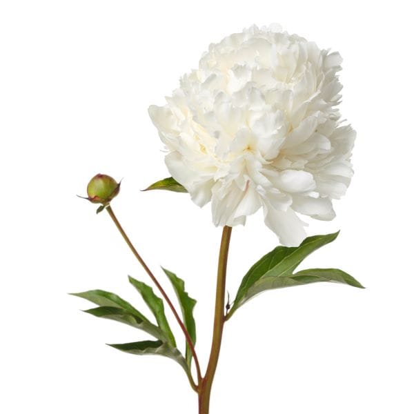 Peonia bianca tipo bomba