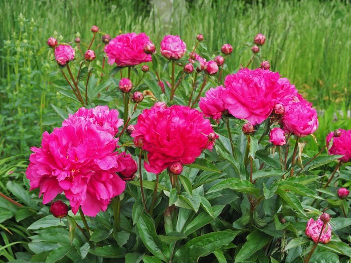 Peonia Félix Crousse