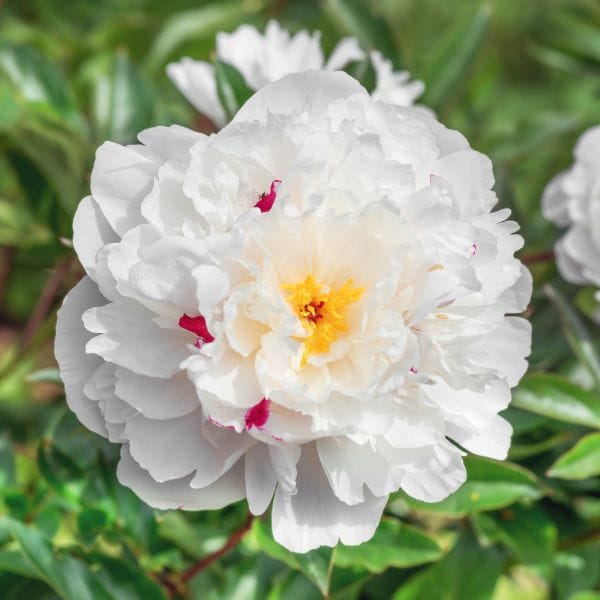 Peonia Festiva Maxima
