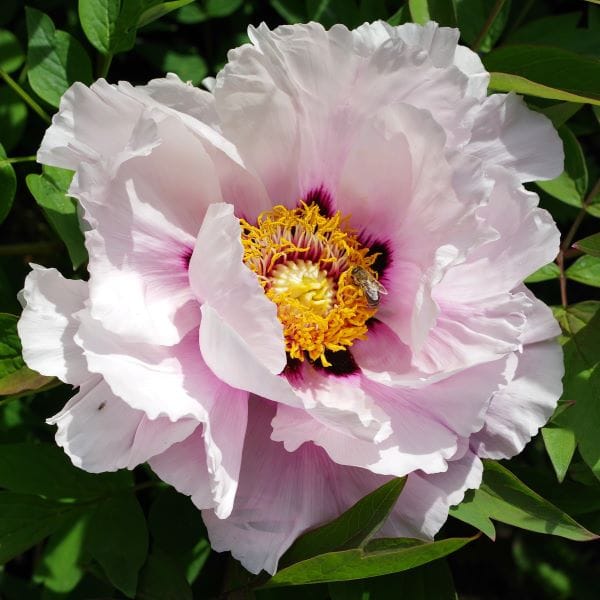 Peonia Hana Kisoi