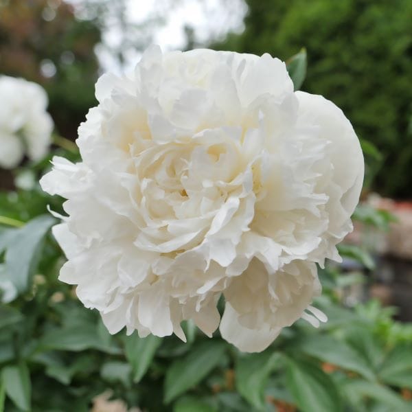 Peonia lactiflora Duchesse de Nemours