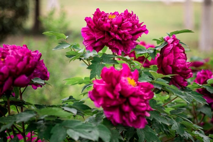 Peonia suffruticosa Luoyang Hong