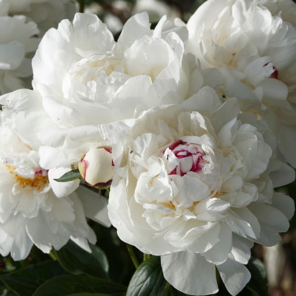 peonia Marie Lemoine