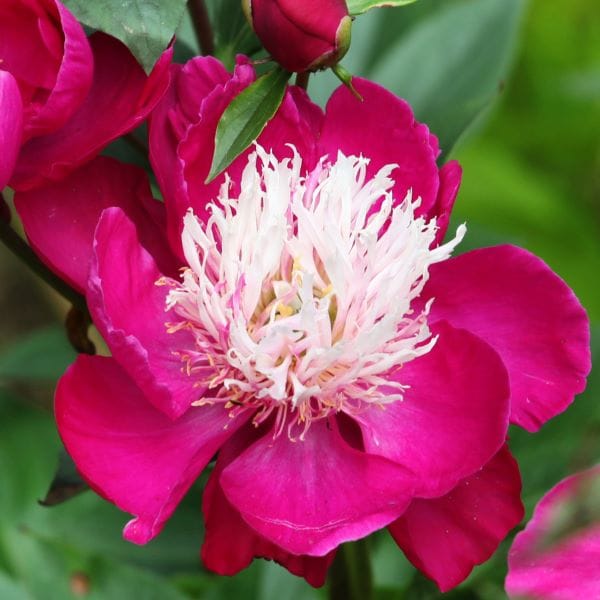 Peonia Nippon Beauty
