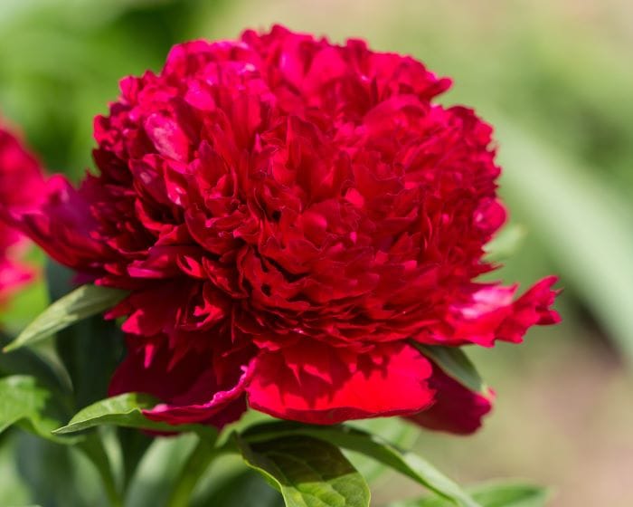 Peonia Red Charm
