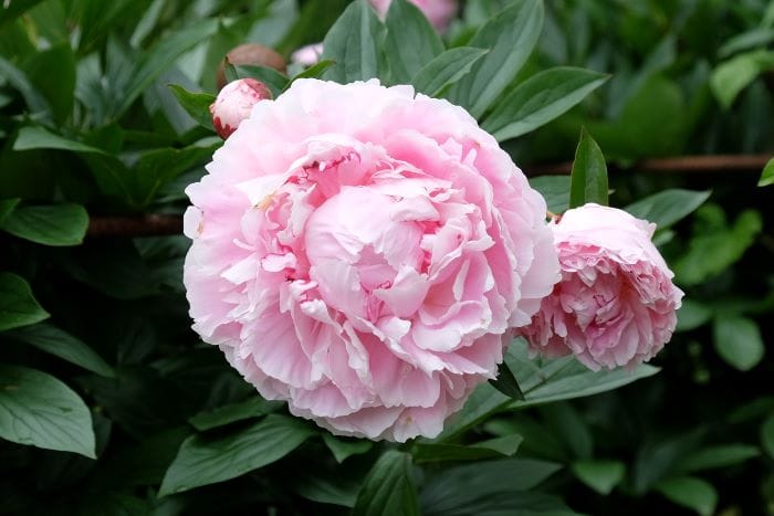 Peonia Sarah Bernhardt
