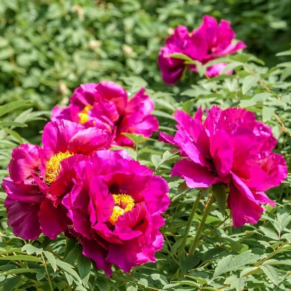 Peonia suffruticosa Luo Yang Hong