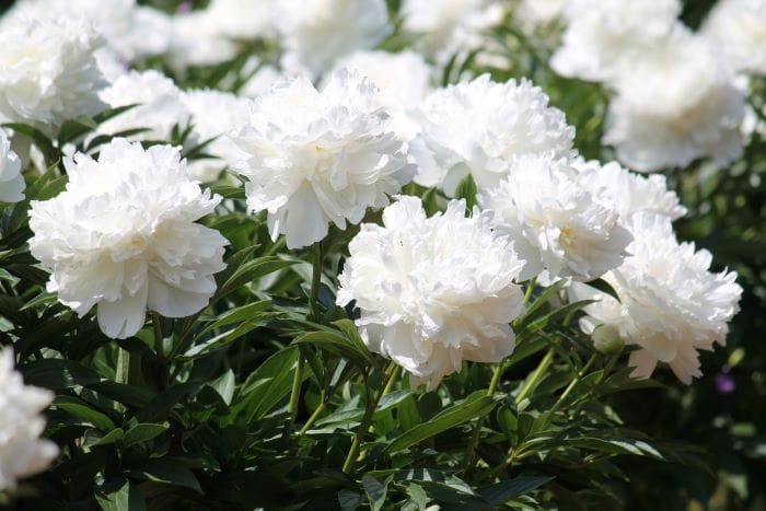 peonie bianche giardino