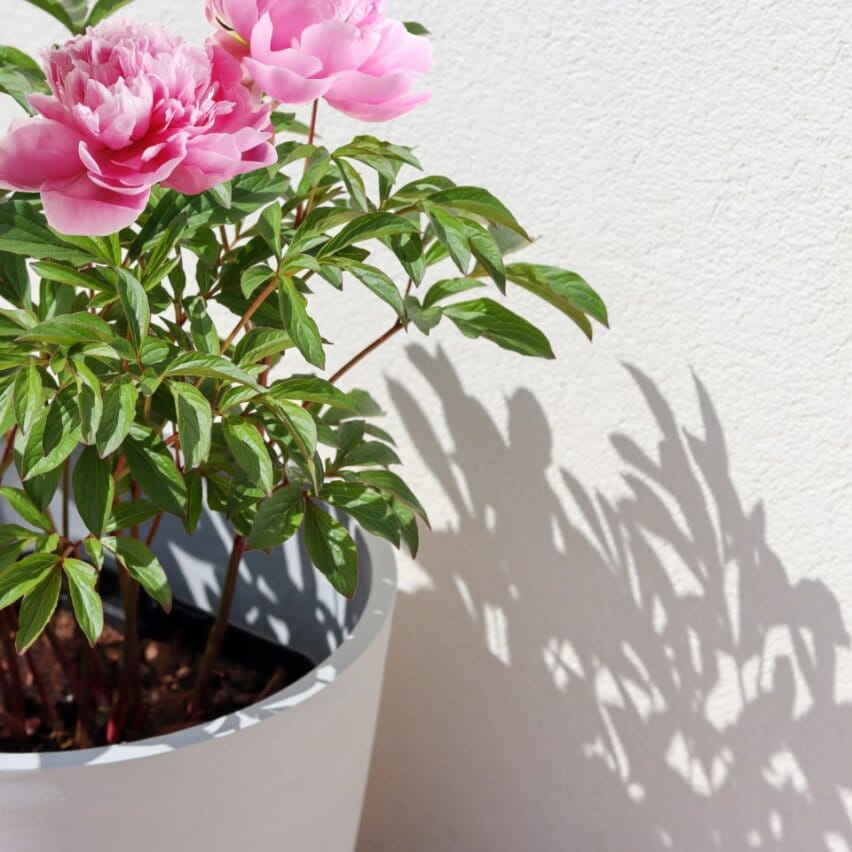 peonia coltivata in vaso con vaso bianco