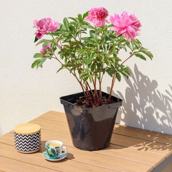 Peonie in vaso sul balcone