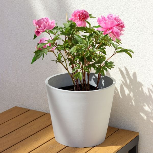 Peonie rosa in vaso