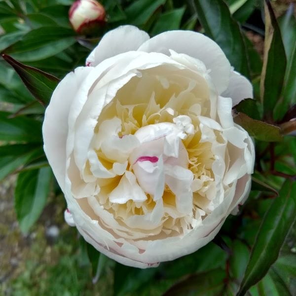 Peony Shirley Temple