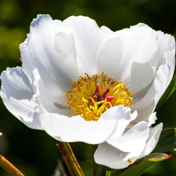 Peonia White Wings