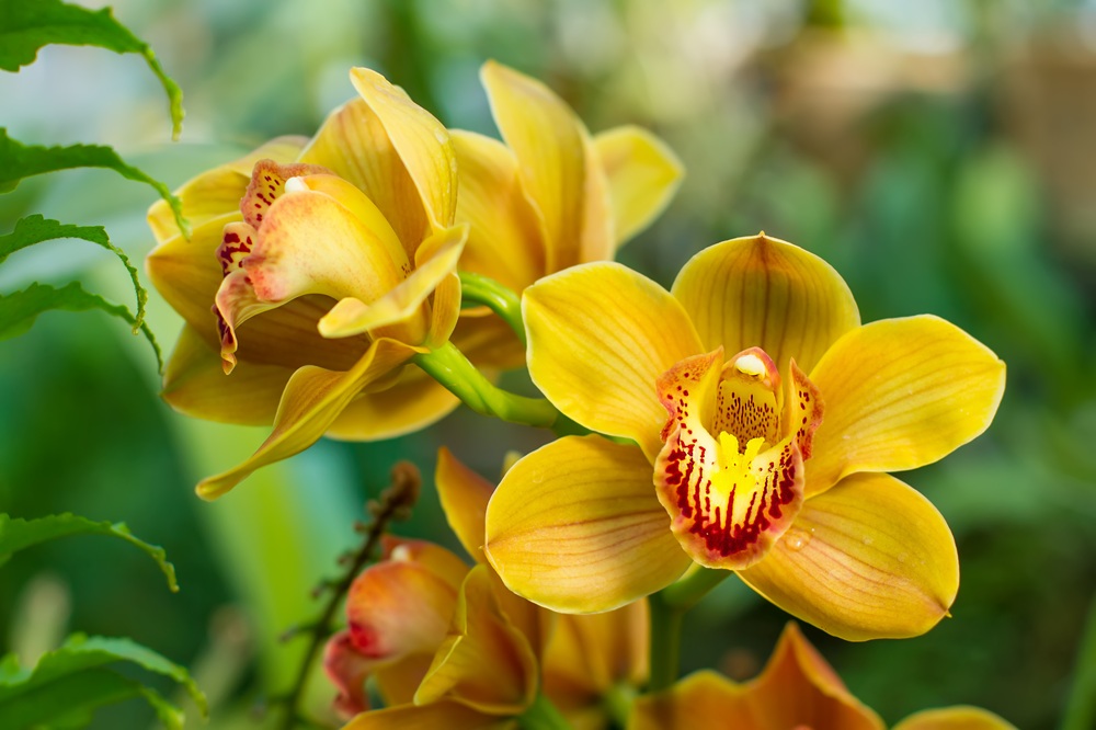Orchidee Cymbidium in natura