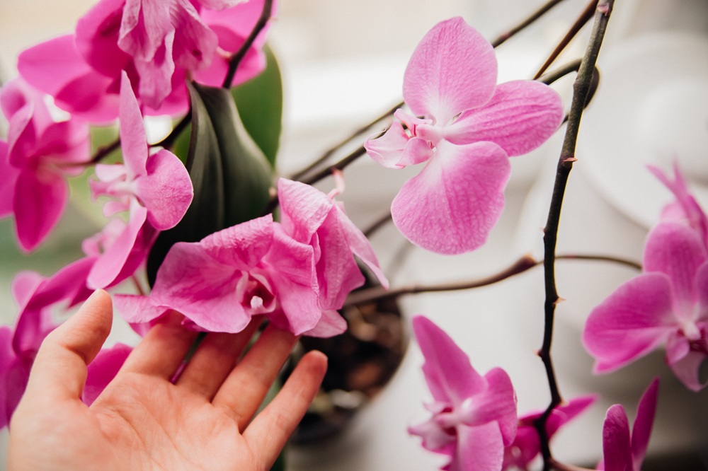 foglia di orchidea appassita