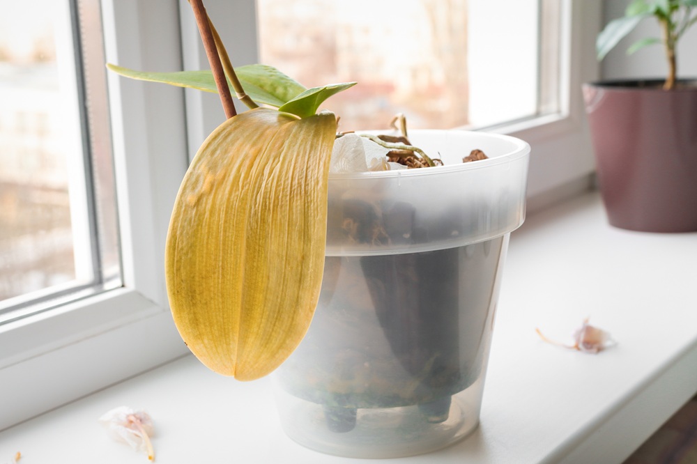Orchidea con foglie gialle