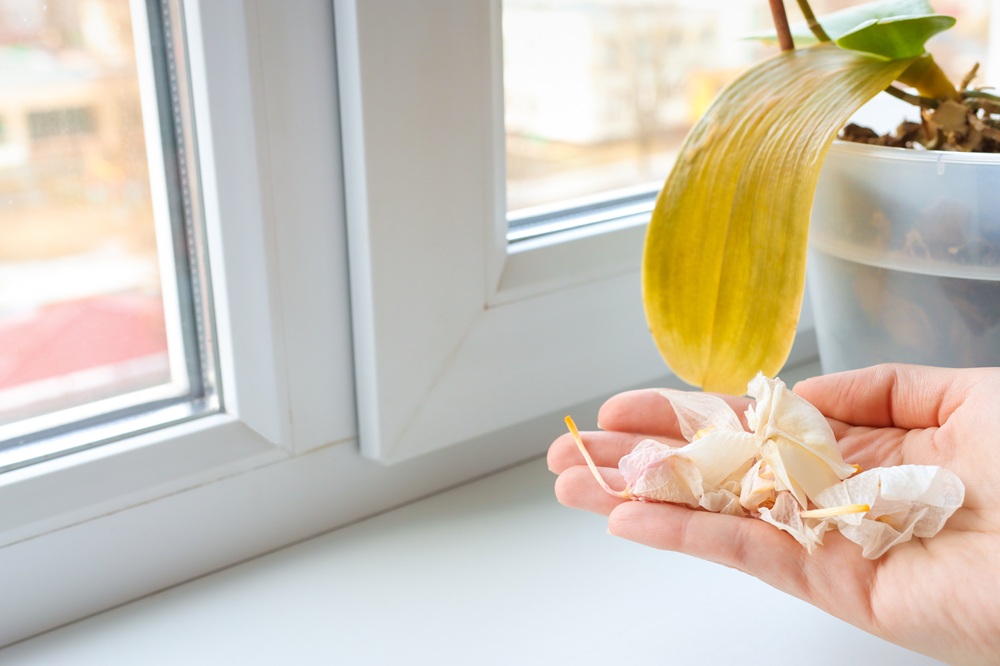 Orchidea con foglie gialle
