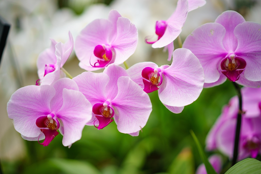 Orchidee Cymbidium rosa in natura