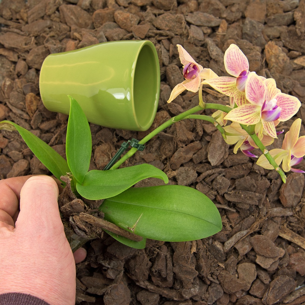 Rinvasare le orchidee
