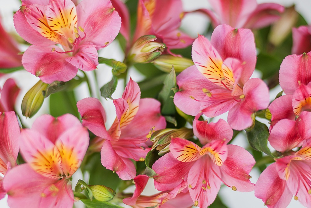 Primo piano di un'alstroemeria rossa