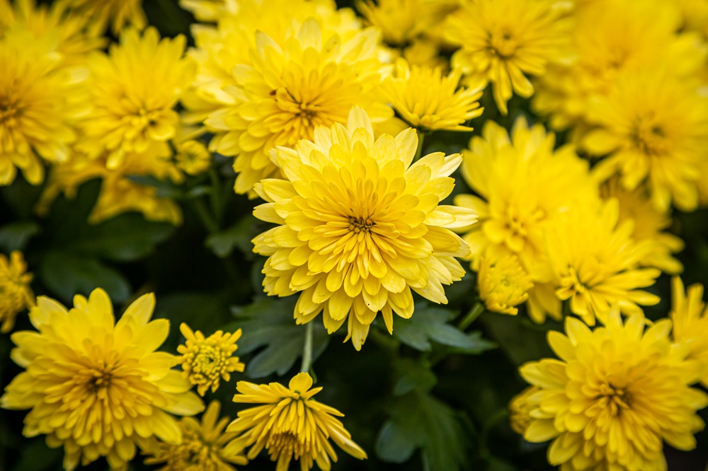 Crisantemi giallo brillante