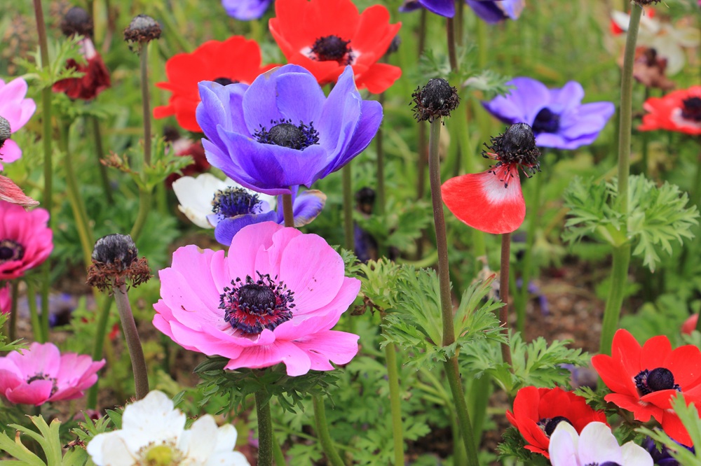 anemoni multicolori in un campo