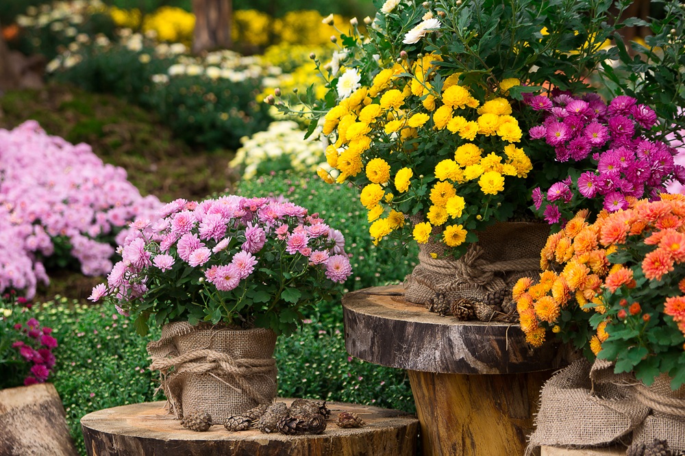 crisantemi rosa, gialli, viola e arancioni in un giardino