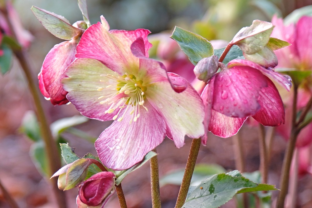Primo piano sull'elleboro rosa