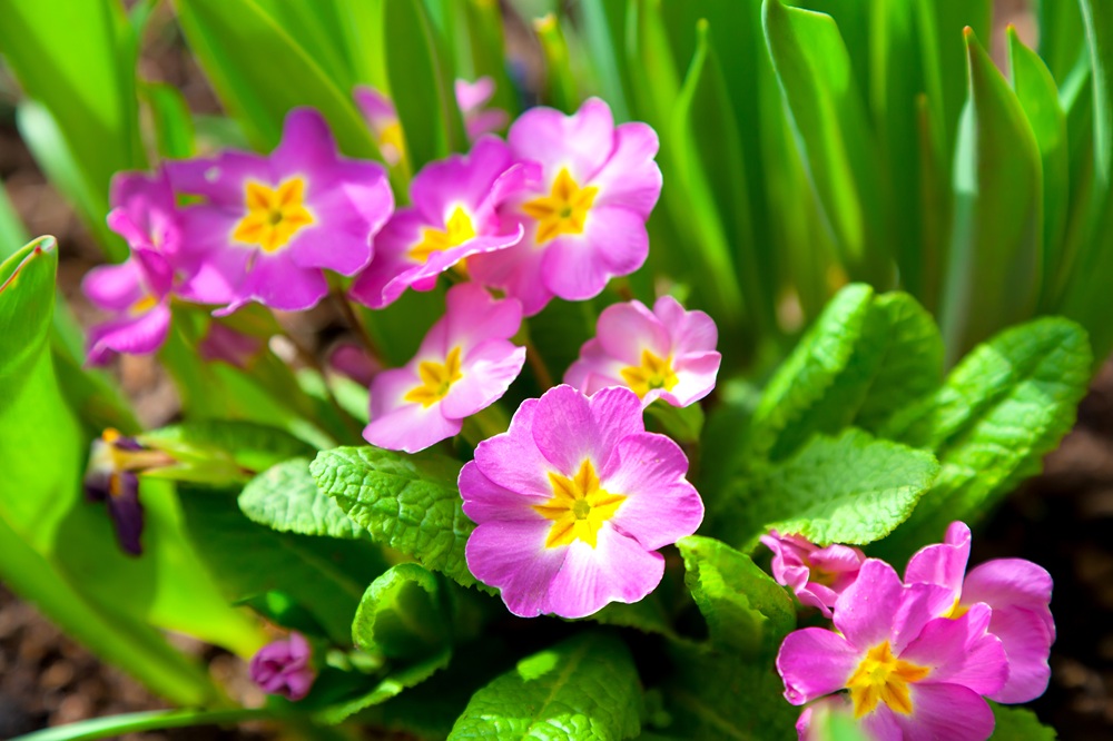 primula rosa in natura