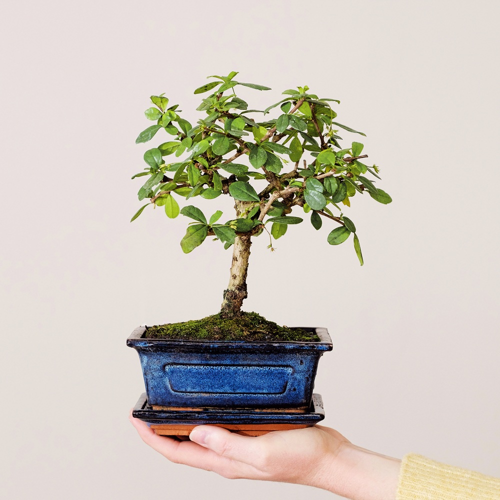 bonsai