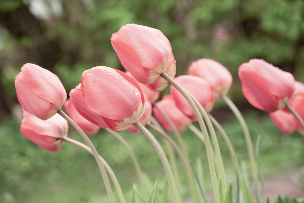 Tulipani piegati