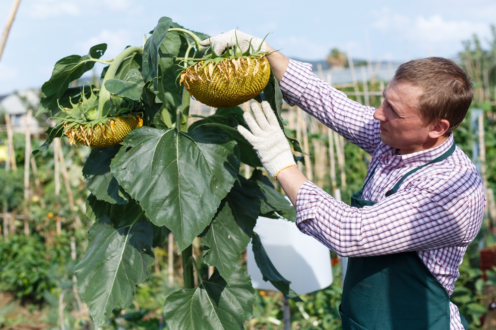 Un uomo si prende cura di un girasole in un campo