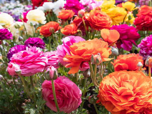 Fiori di campo più belli da giardino di colore rosa, arancioni, gialli e bianchi in un grande giardino