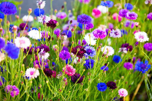 fiori selvatici colorati, blu, viola, rosa e bianchi in un grande campo verde