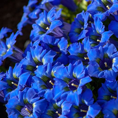 Gentiana alpina
