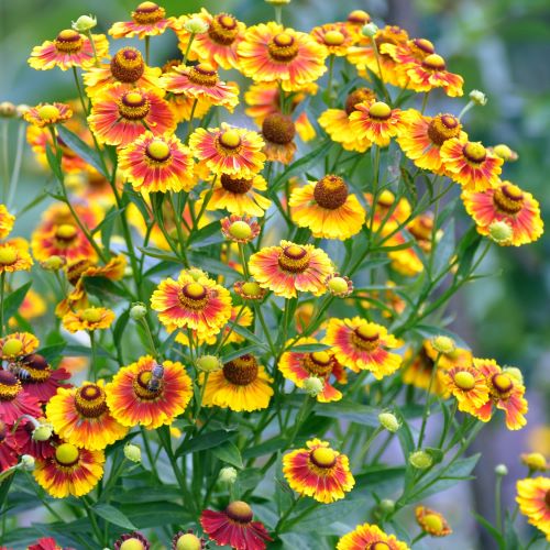 Helenium