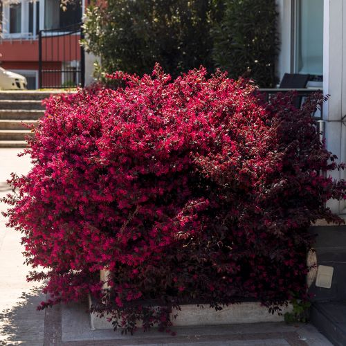 Un altro arbusto sempreverde di origine orientale, che viene coltivato per la bella vegetazione e fioritura. Le foglie, infatti, sono di un bel colore rosso scuro con nervature marcate. Inoltre, non ha necessità di grandi manutenzioni: è una pianta rustica che sopporta tranquillamente le basse temperature e le poche attenzioni.