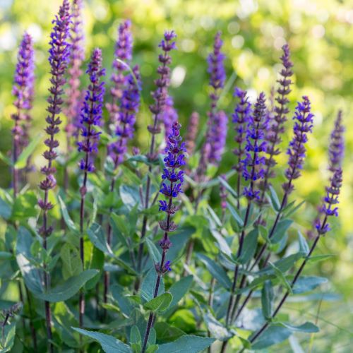 Salvia