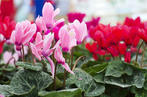 Fiori autunnali da balcone dalle sfumature rosa e lilla e fiori rossi
