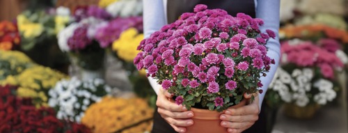 fiori da vaso viola tenuti in mano e con tanti vasi con fiori colorati nello sfondo