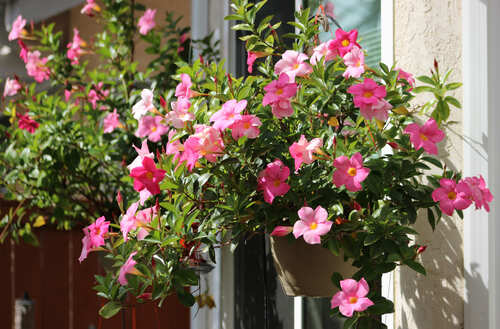 pianta rampicante con fiori rosa in vaso