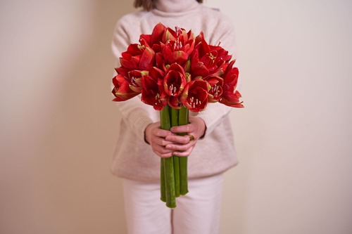 Persona che tiene tra le mani un grande mazzo di Amaryllis rossi freschi