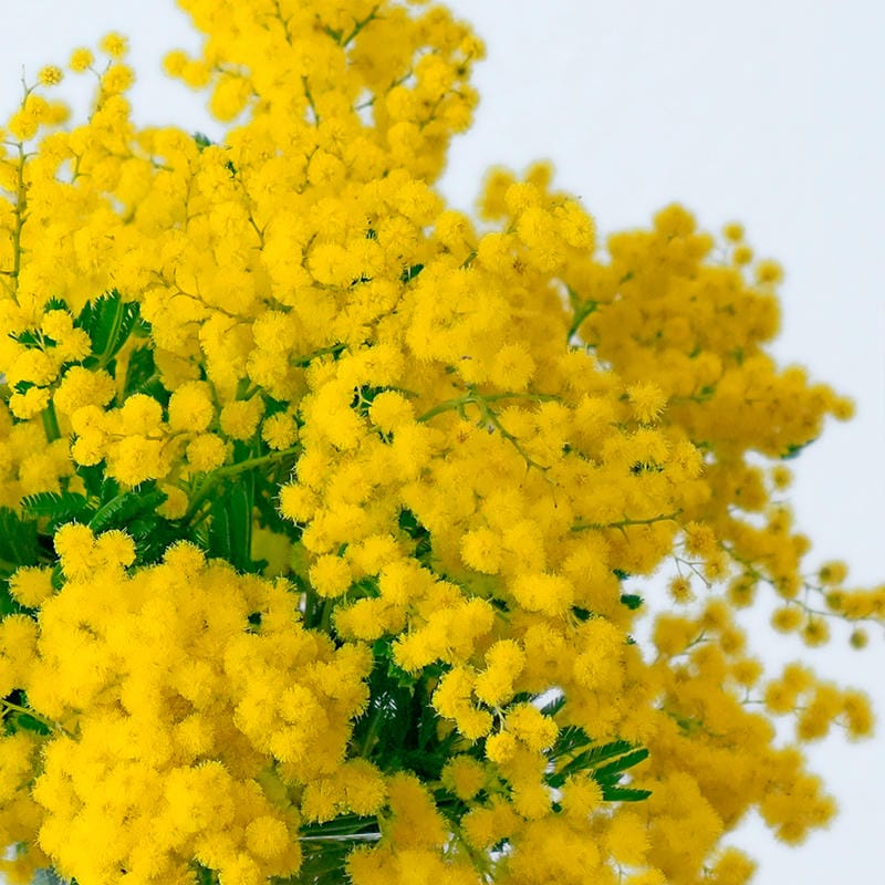 Come conservare la mimose per farle durare più a lungo?
