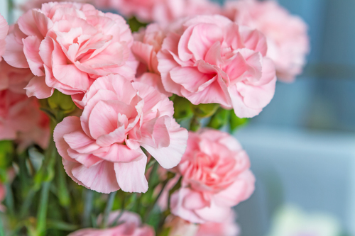 Close-up,View,Of,Pink,Carnations,In,The,Vase,Near,The