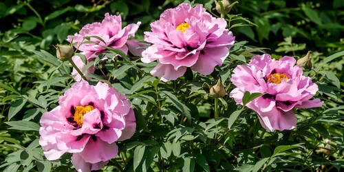 Пион древовидный (Paeonia suffruticosa) Moutan Tree Peony